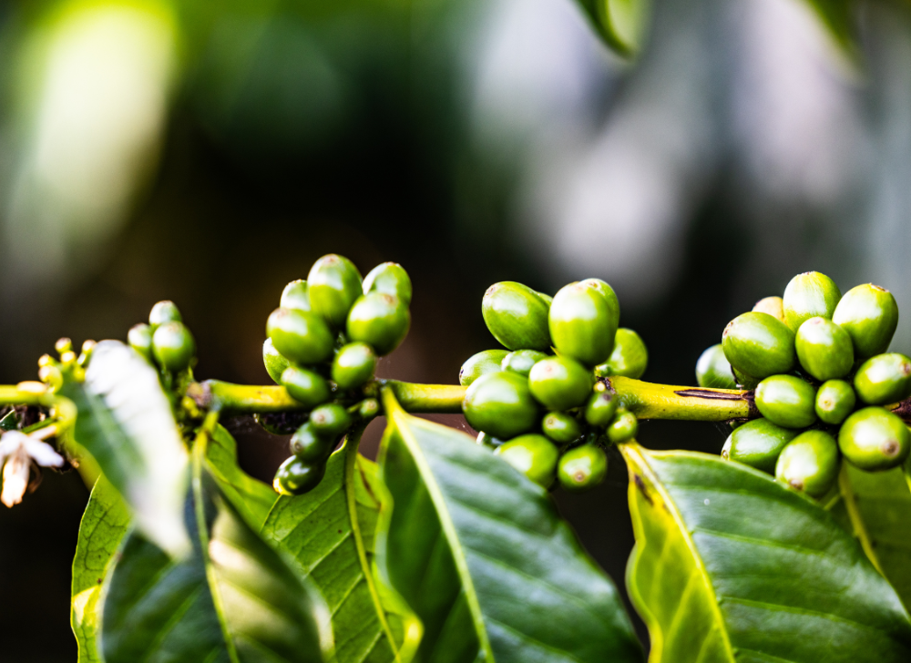 Close-up of unripe green coffee cherries 