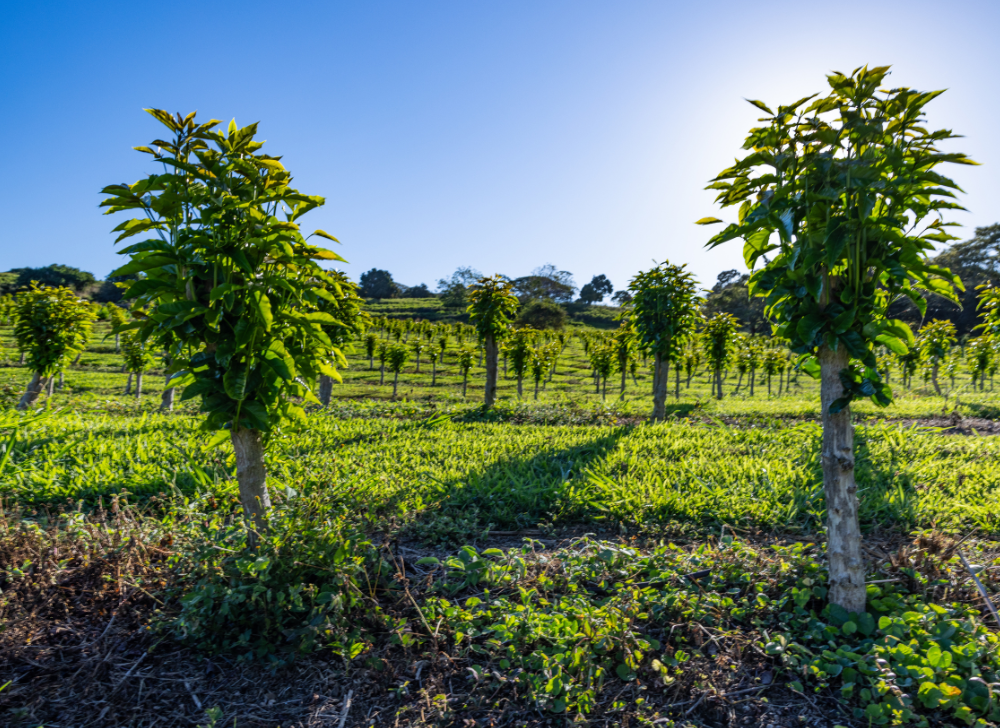 Young coffee trees growing Greenwell Farms Hawaii