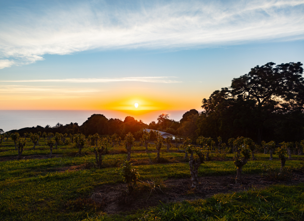 Breathtaking sunset over the coffee fields at Greenwell Farms in Hawaii